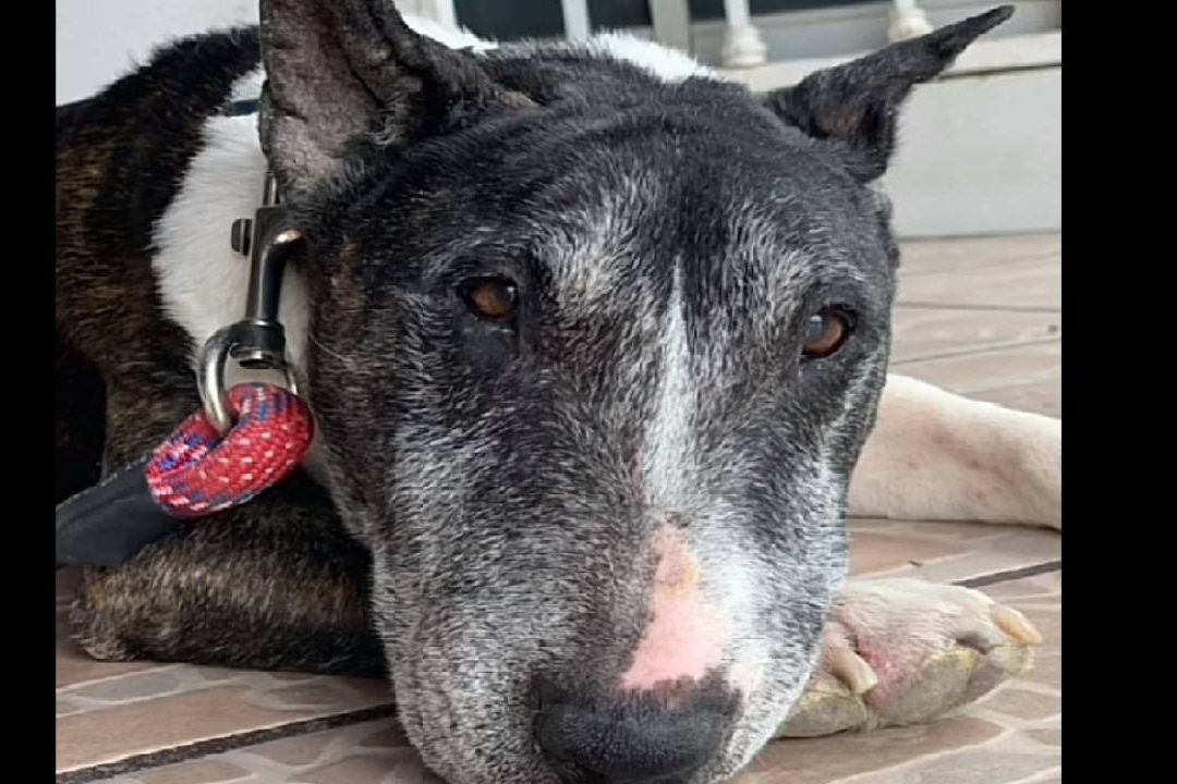 ¡Indignante! Se Hacen Pasar por Dueñas de Perro ‘Tai’ y lo Sacrifican
