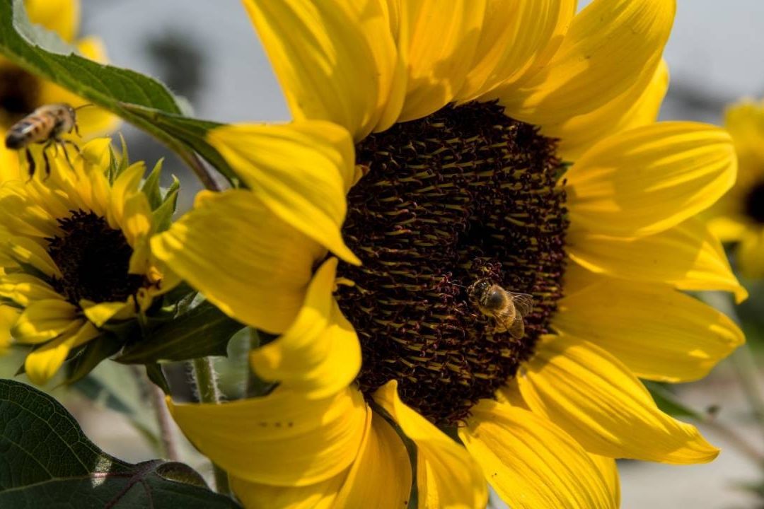 Las flores amarillas se dan en septiembre a tu crush o pareja