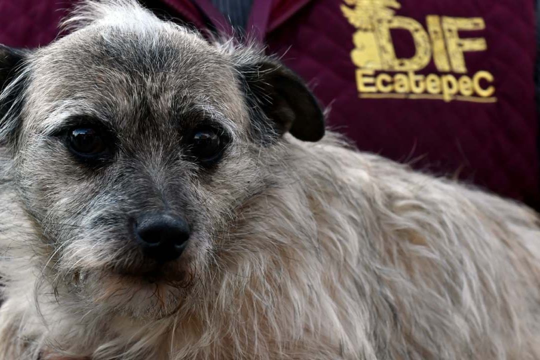 Rescatan a Perrito Maltratado por Mujer en Mercado de Ecatepec