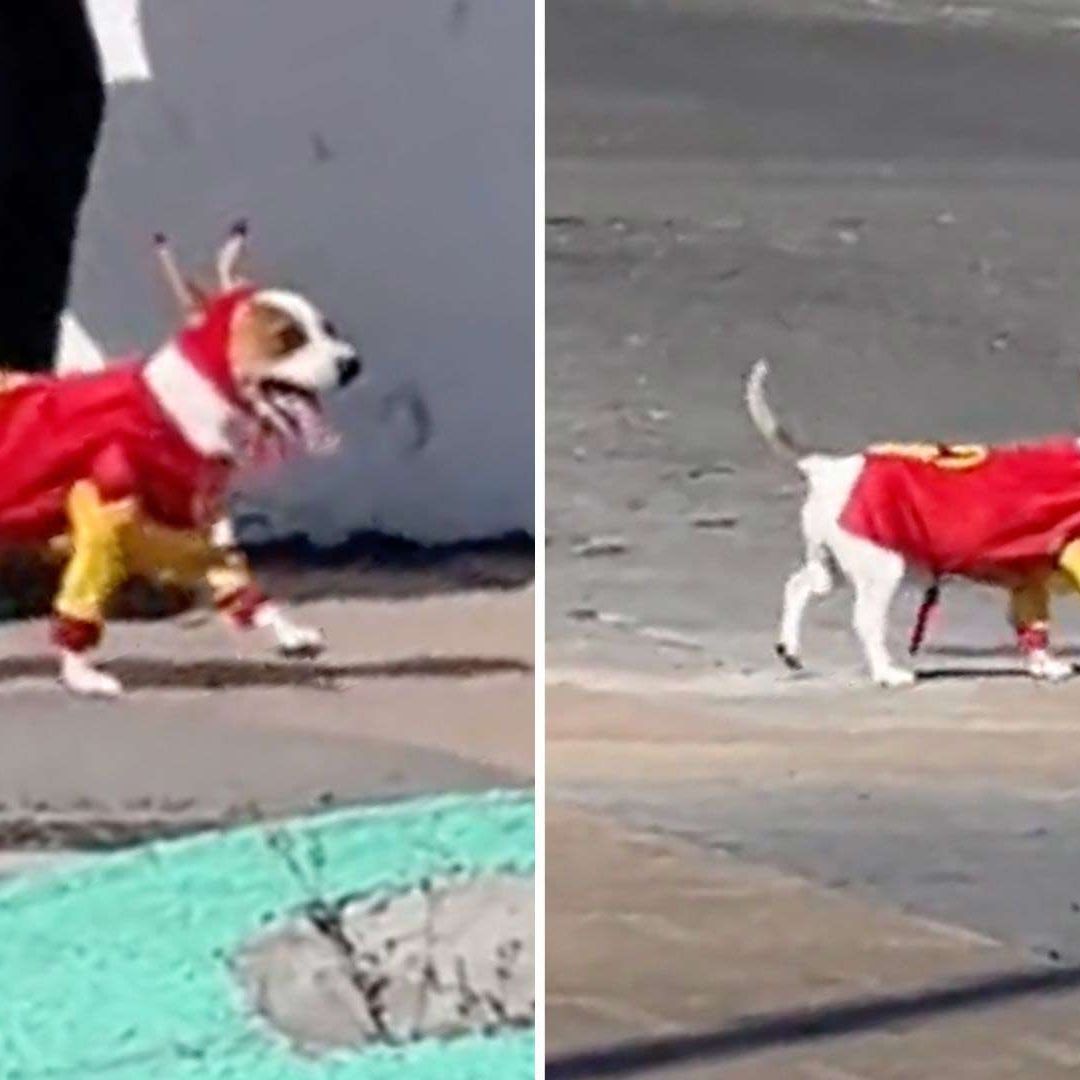 Captan a ‘Chesperrito’ el Perrito con Disfraz del Chapulín Colorado