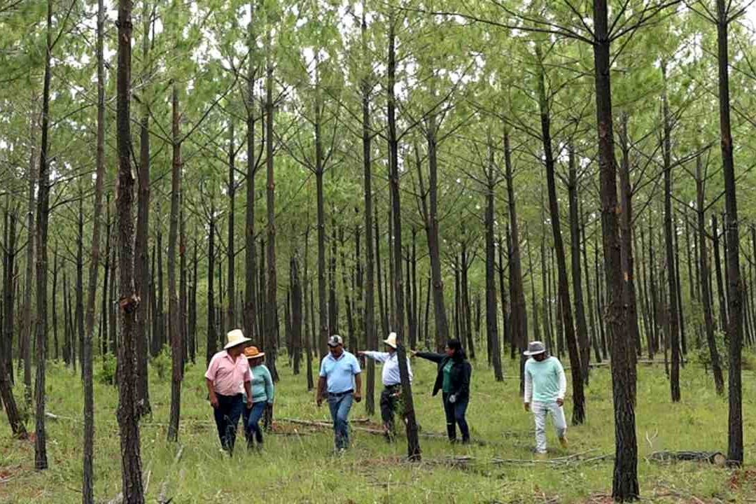 Las comunidades indígenas Chocholtecas-Mixtecas de Oaxaca hlograron crear un bosque de 20 millones de árboles donde había territorio seco