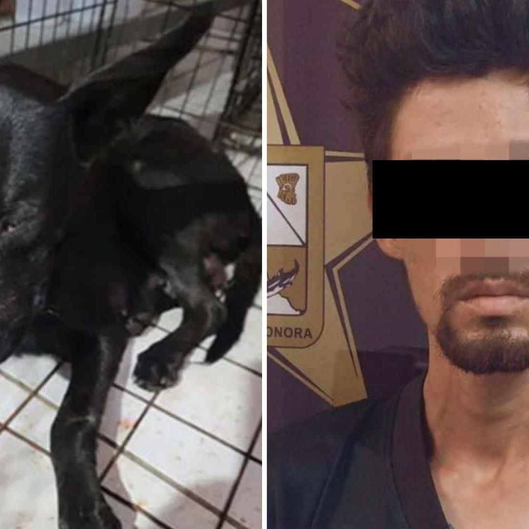 Detienen a Sujeto que Clavó un Cuchillo a Perrita que Defendió a sus Cachorros