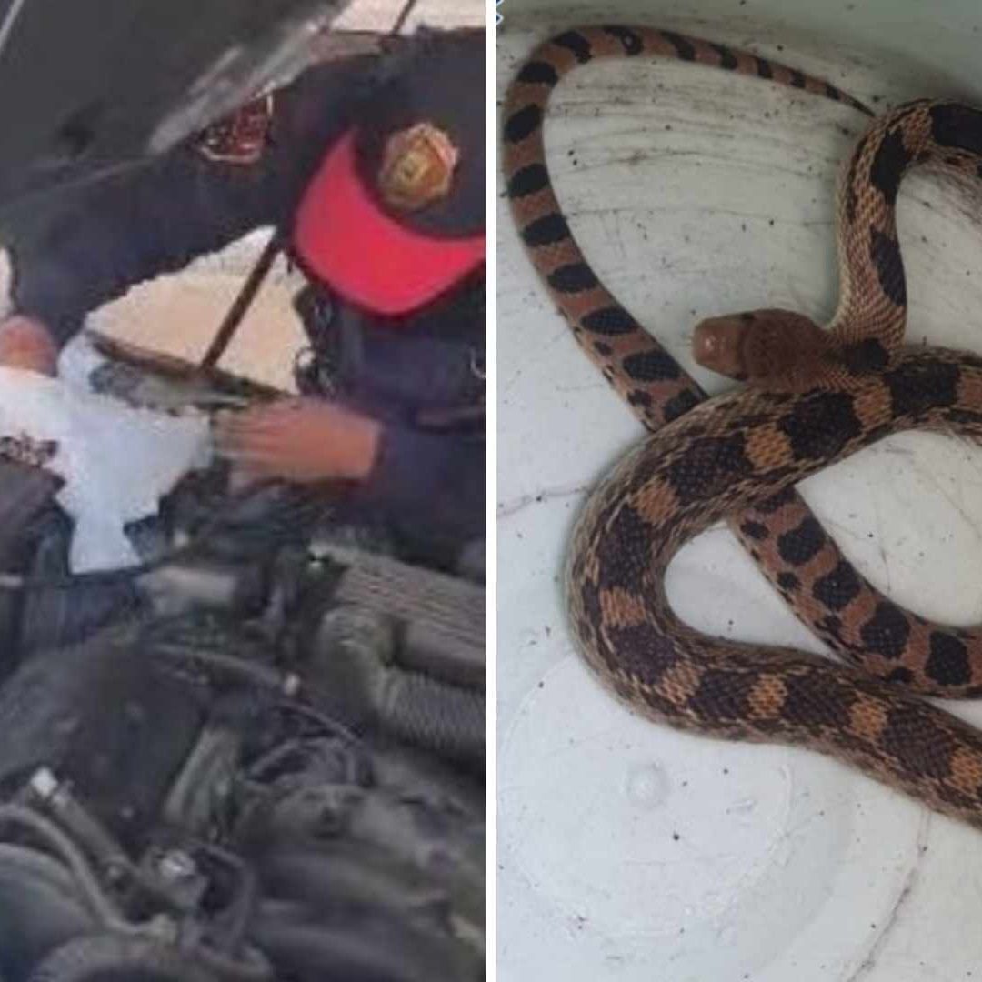 Hombre Revisa Coche por Falla Mecánica y Halla Serpiente en el Motor CDMX