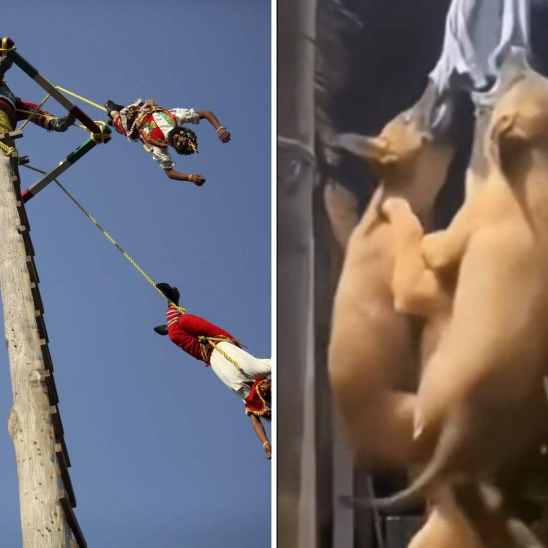 Captan a Perritos Voladores de Papantla