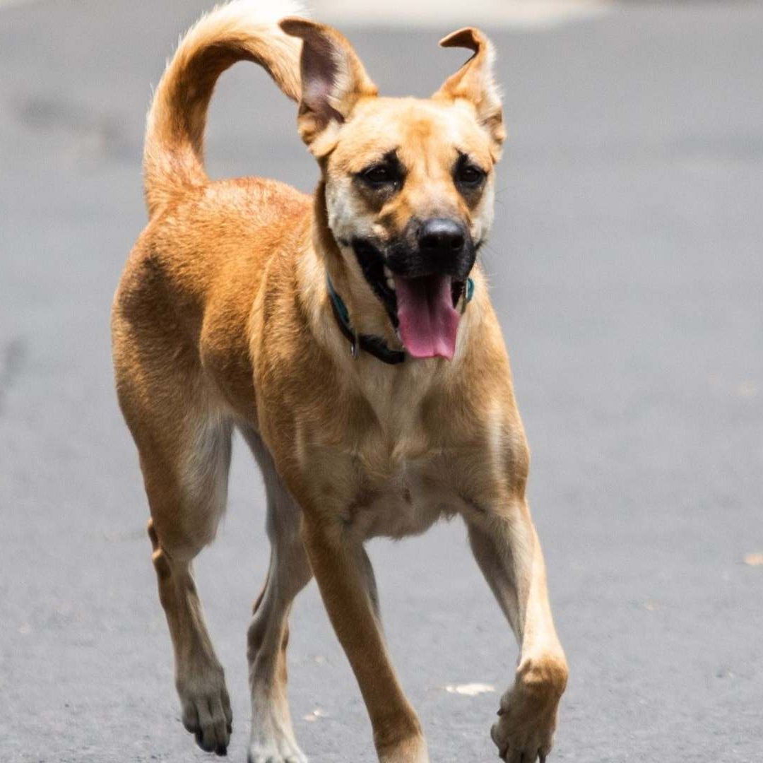 Actas de Mascotas con Apellidos en CDMX