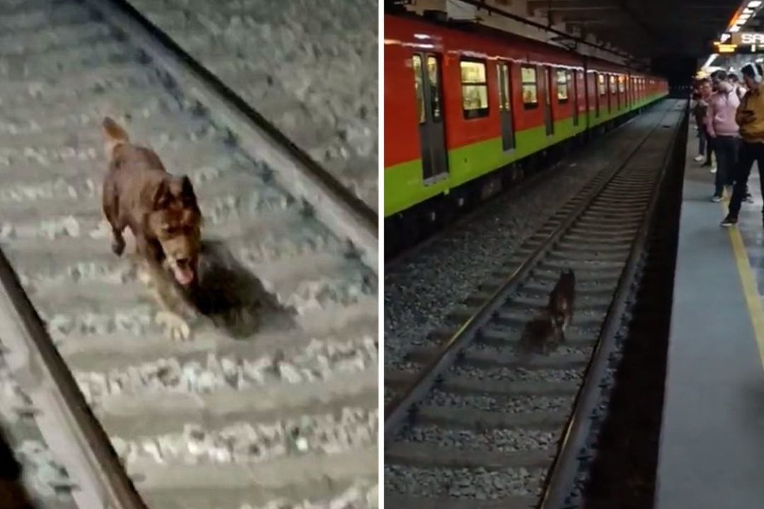 Perro caminando en las vías de la Línea 12 del Metro CDMX