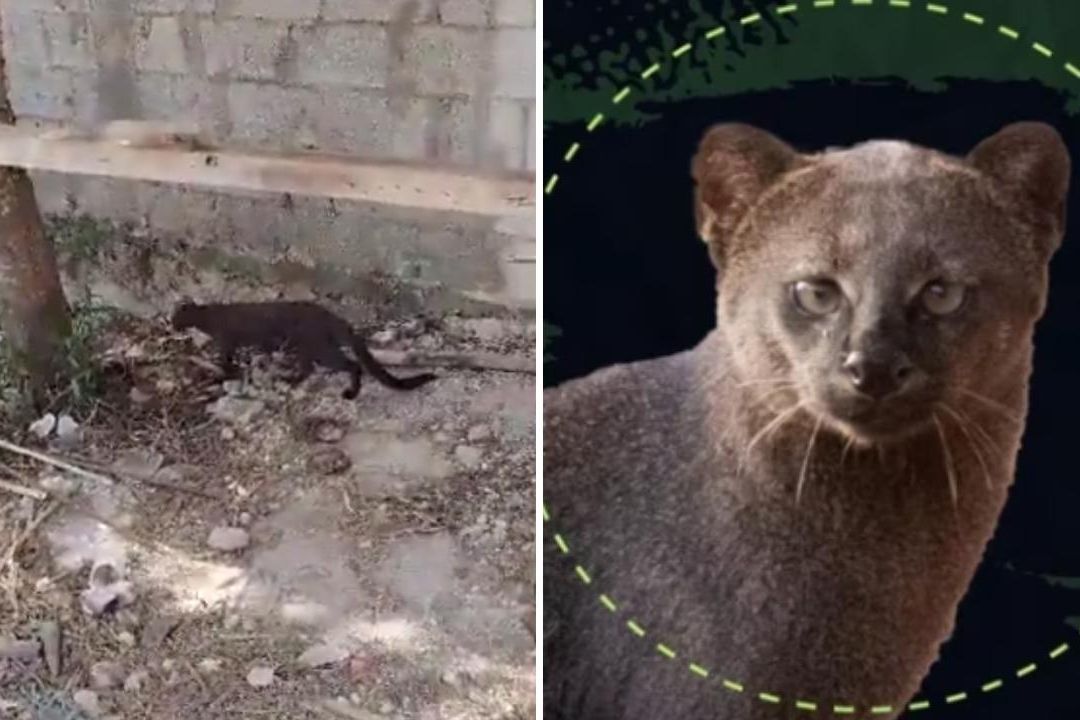 Un jaguarundi se metió a una casa en Cholul, Yucatán y se comió una gallina