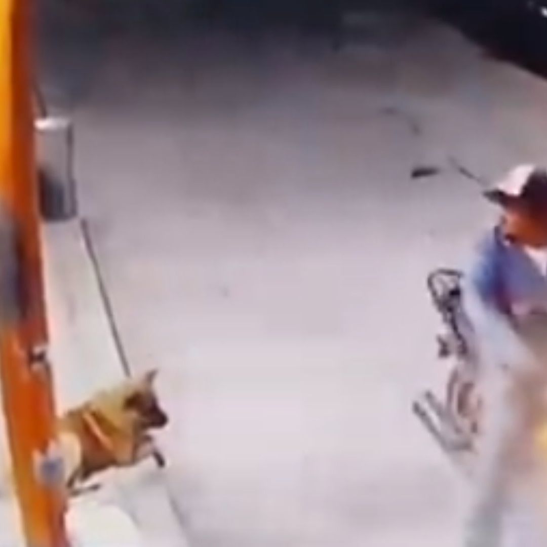 Hombre Golpea con Tabique a Perrito que le Ladró en Zempoala, Hidalgo