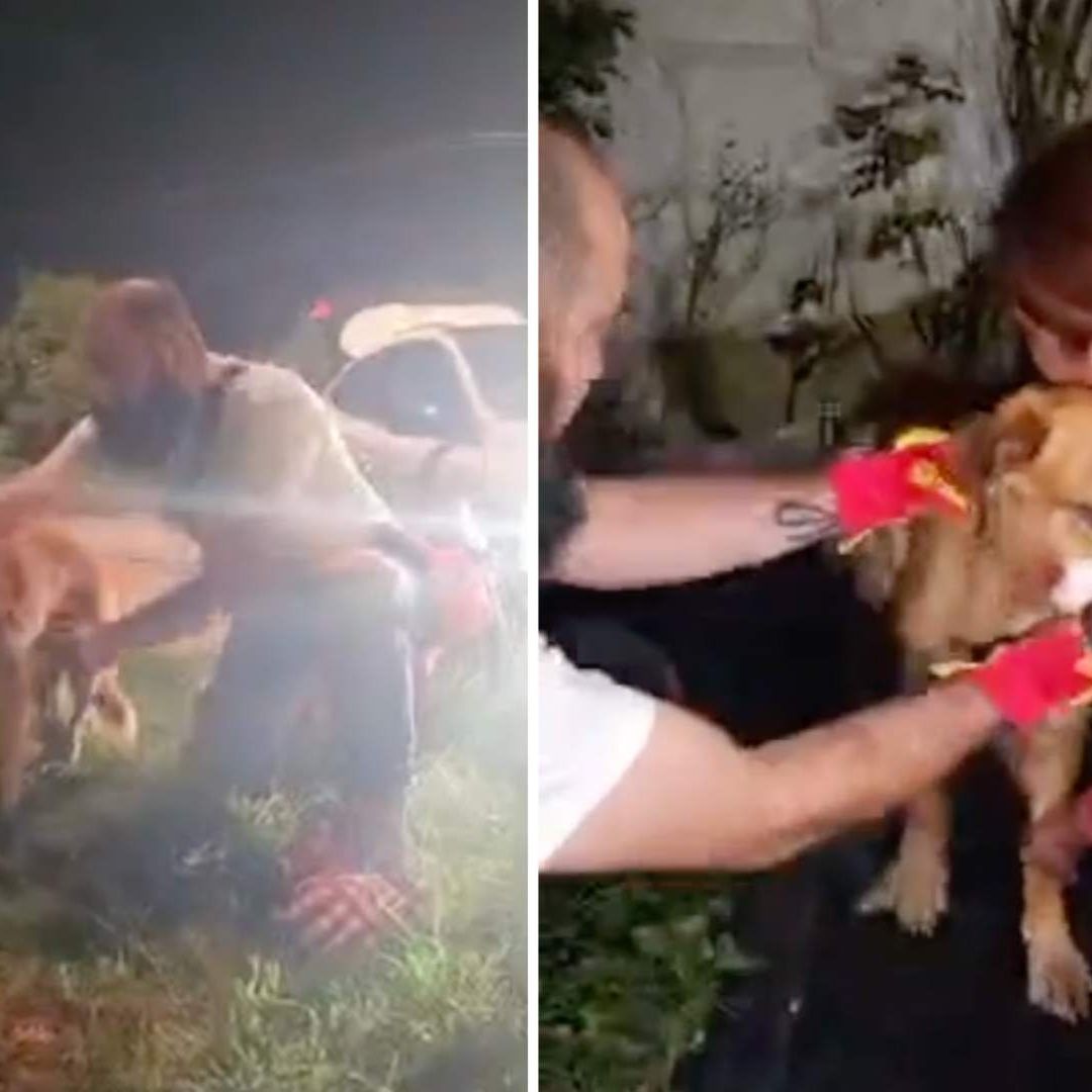Un par de caninos fueron baleados por una persona en la Colonia los Héroes de Puebla
