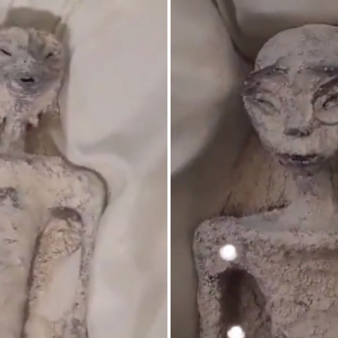 Captan a Detalle a Extraterrestres que Presentó Maussan: Video