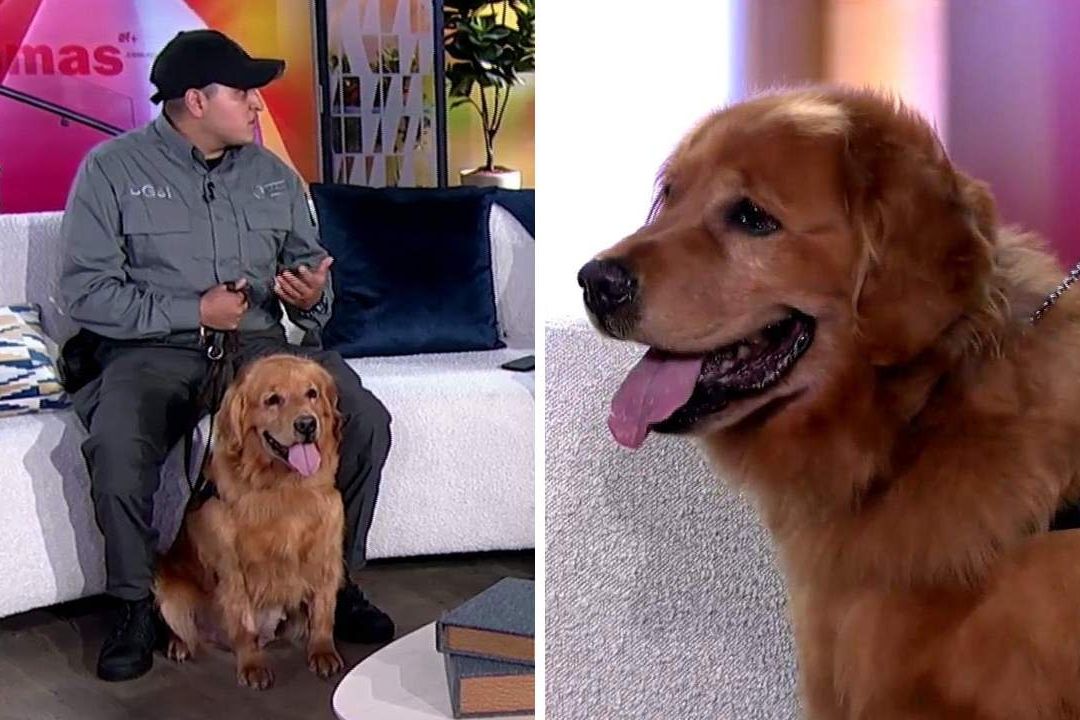 Gerardo Sinuhé Aguilar, instructor de Samantha, de la Unidad Canina de la FGR, dijo que las técnicas para detectar narcóticos han cambiado