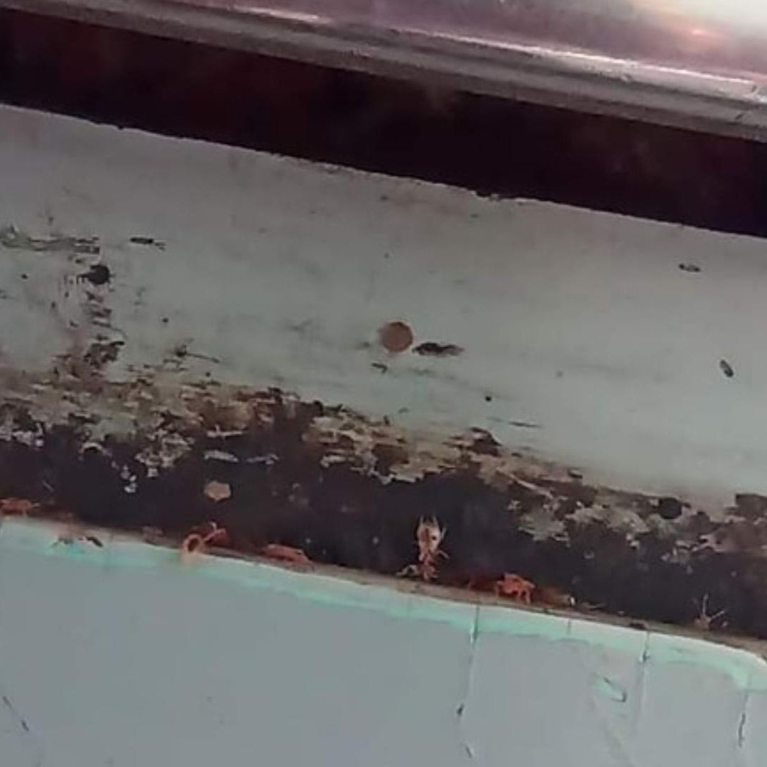 Metro CDMX: Denuncian Chinches en Línea A