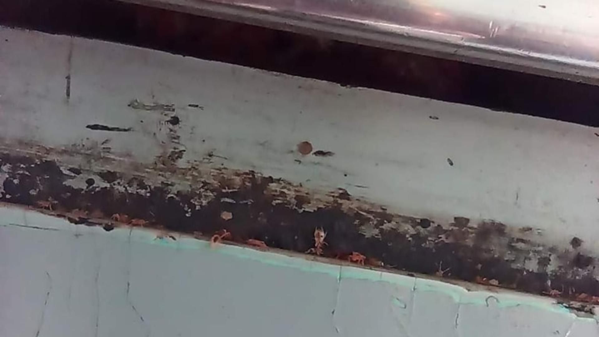 Metro CDMX: Denuncian Chinches en Línea A