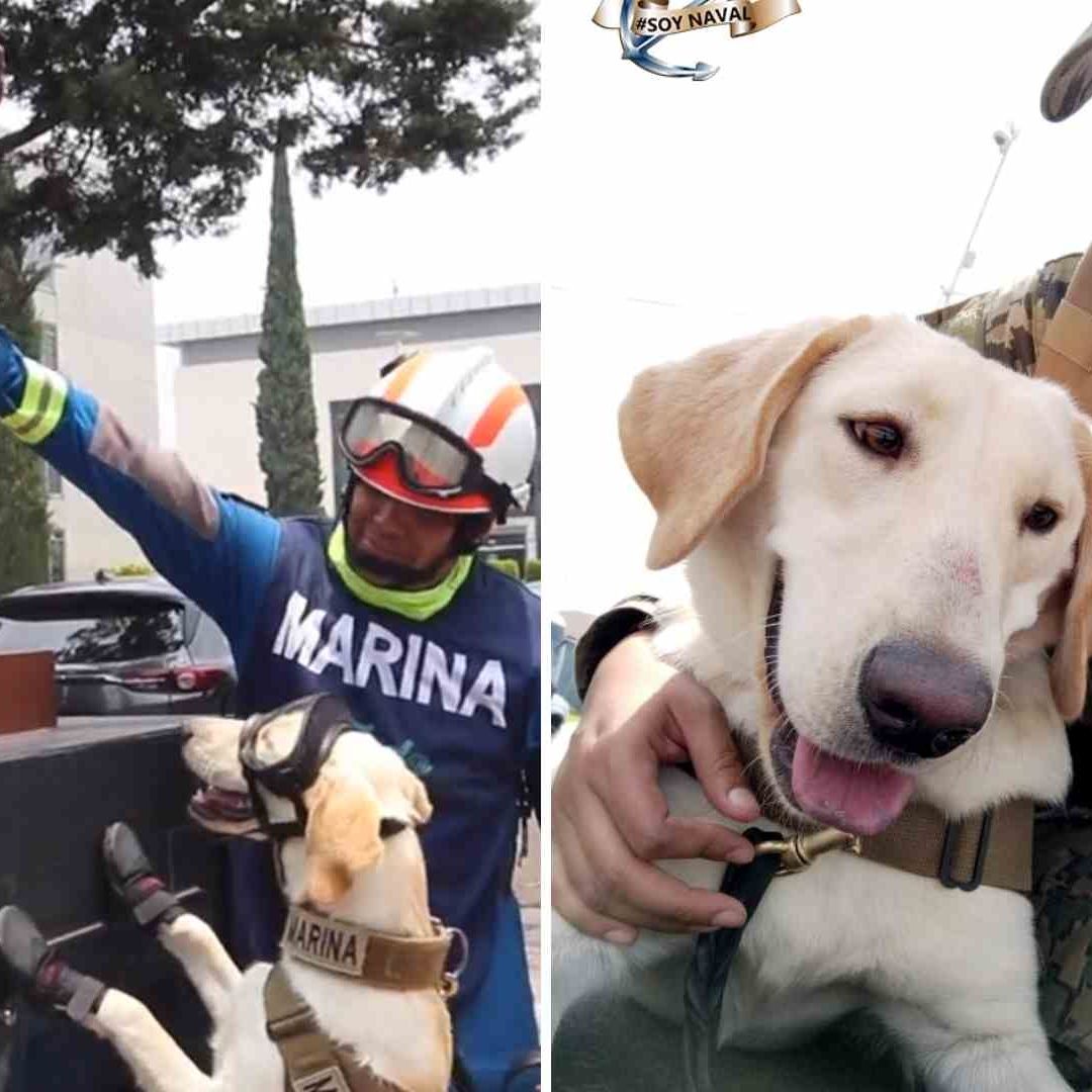 Ella es Maya, Perrita Rescatista que Seguirá Legado de Frida