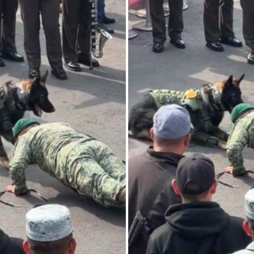 Graban a Perrito Haciendo Lagartijas Durante Desfile Militar