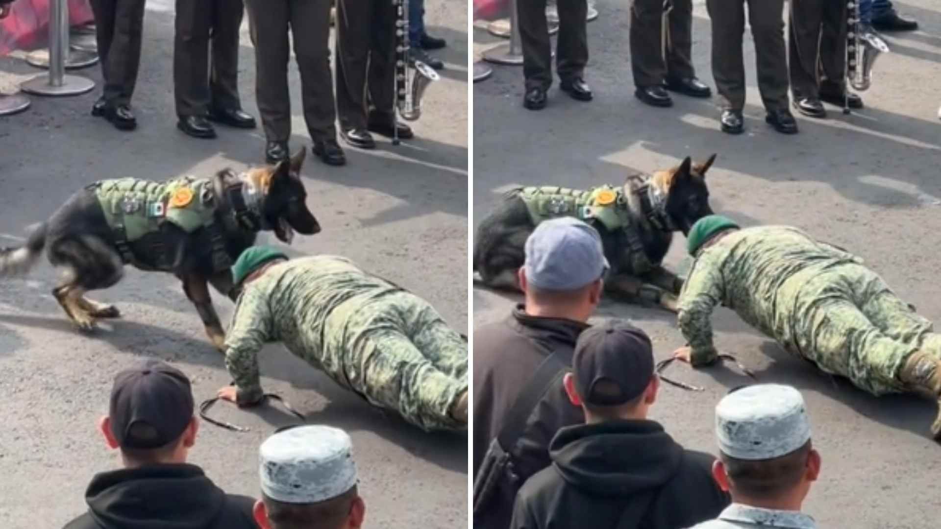 Graban a Perrito Haciendo Lagartijas Durante Desfile Militar
