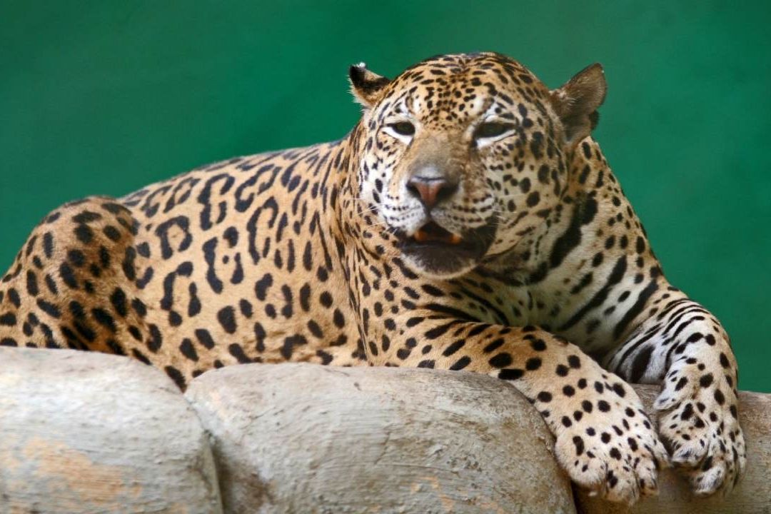 Alertan Sobre Disminución de la Población del Jaguar en México