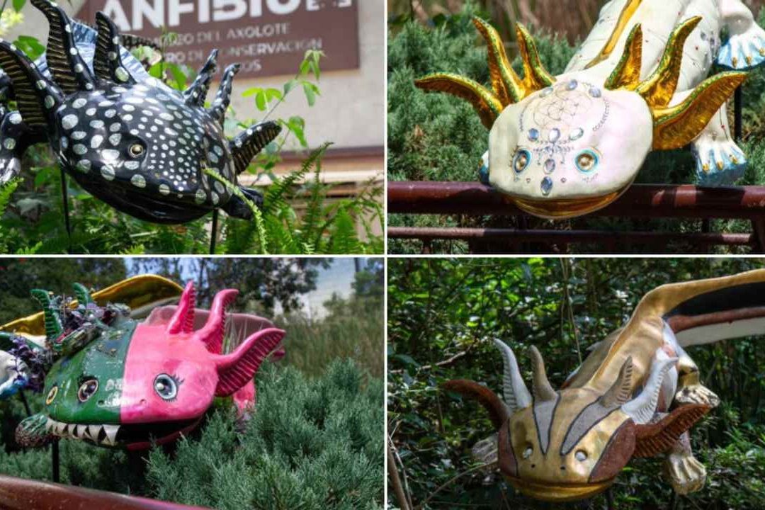 Ajolotes Gigantes Llegan a Chapultepec para Promover su Conservación en Xochimilco