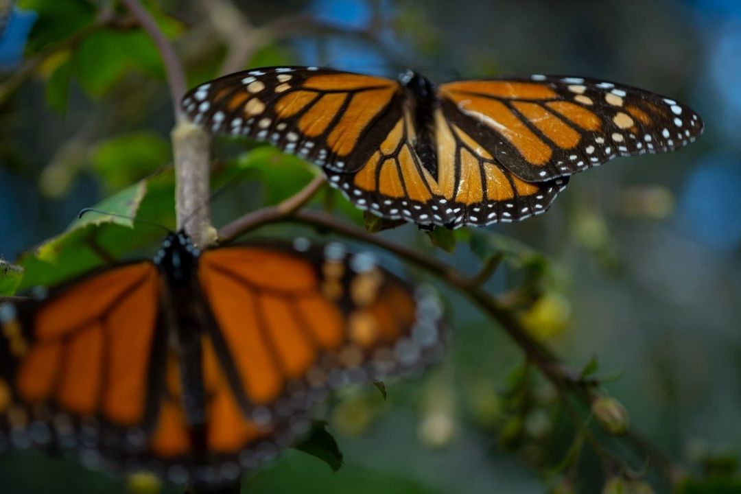 Millones de mariposas monarcas arribarán esta temporada de hibernación a Michoacán, que espera un aumento de 12% en la llegada de turistas