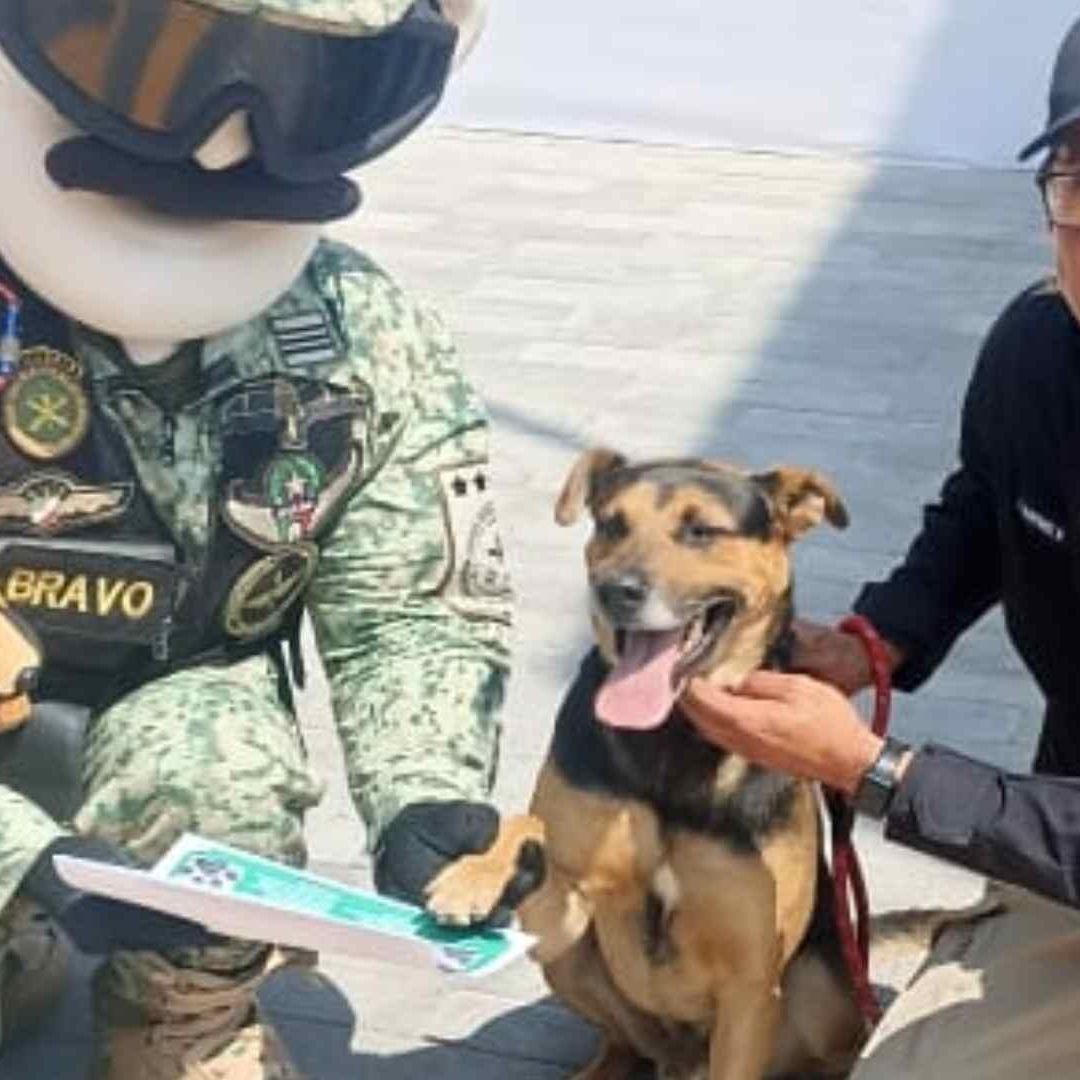 Perrito Callejero Se Coló a Desfile Militar y Ahora es Cadete