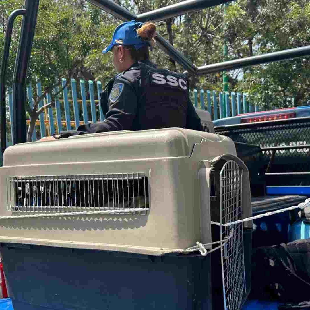 rescate de perros en Iztapalapa