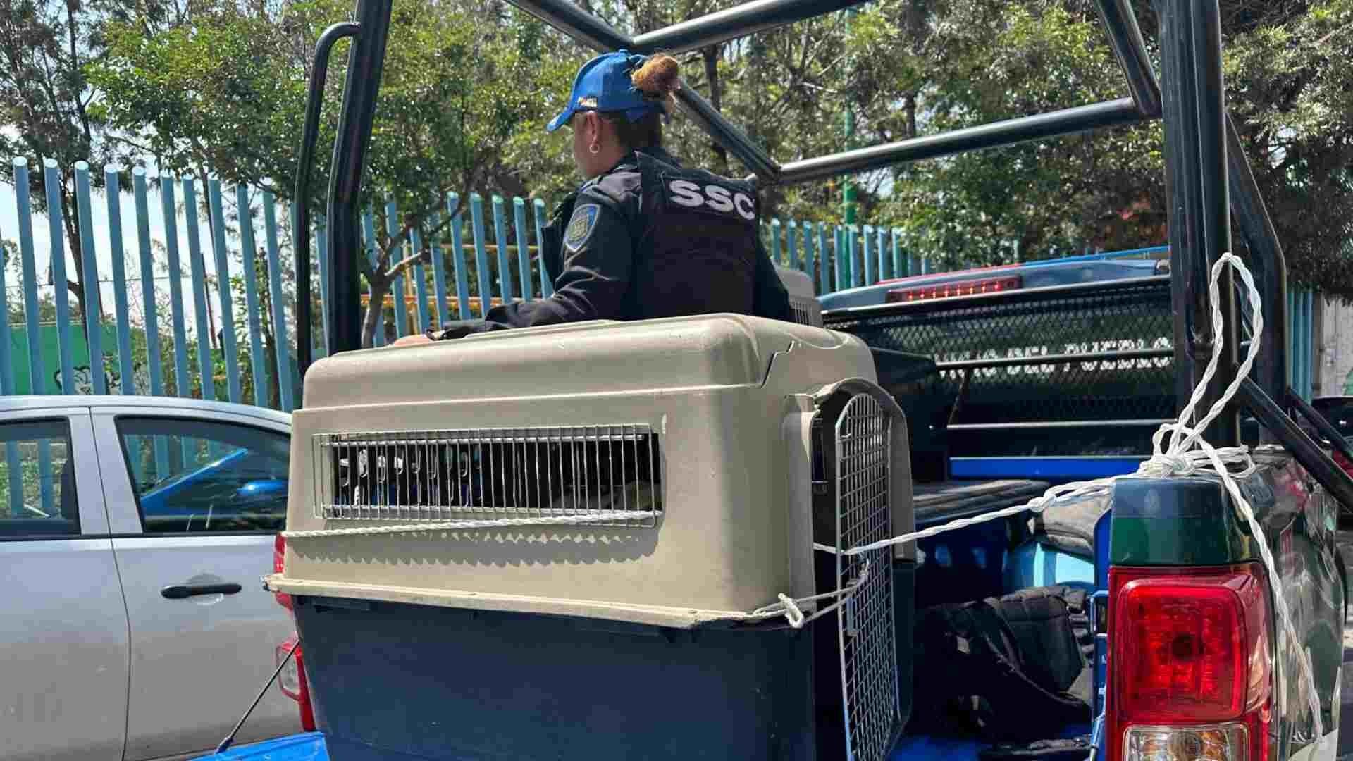 rescate de perros en Iztapalapa