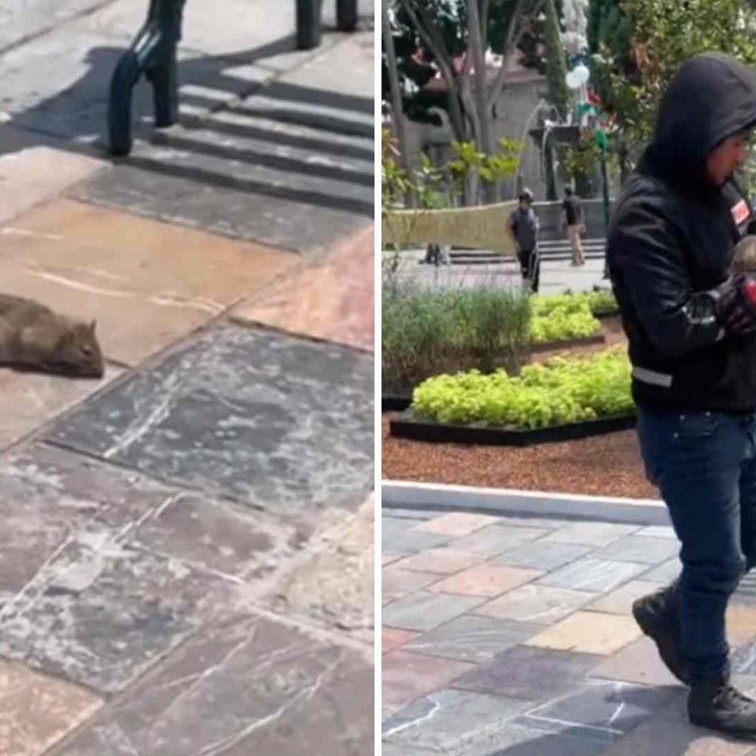 Hombre Adopta Rata que Encontró en el Zócalo de Puebla: Video