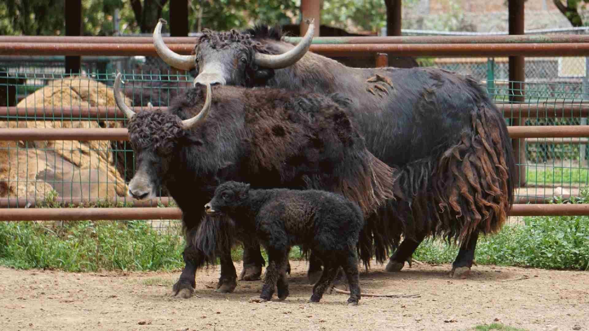Yakecita y sus padres