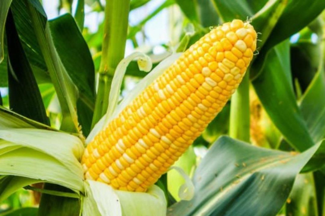 Avanza Proyecto en México para Sustituir Maíz Amarillo Transgénico de EUA con Semilla Híbrida