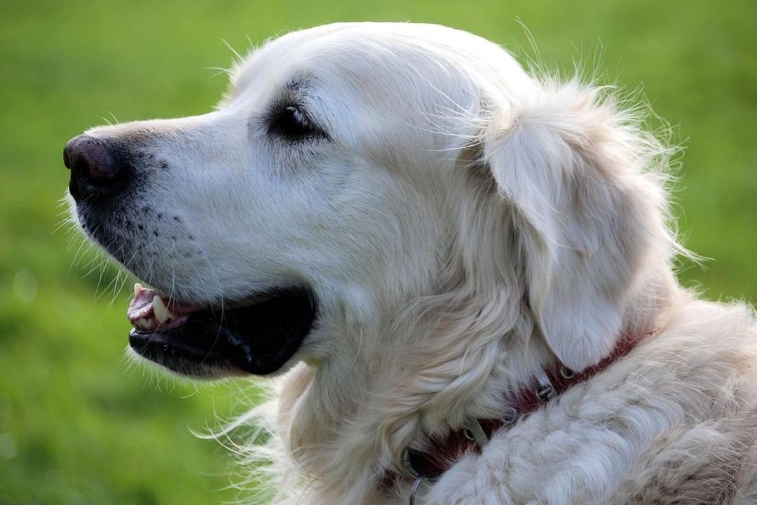 Niña extraviada es encontrada durmiendo sobre uno de sus perros