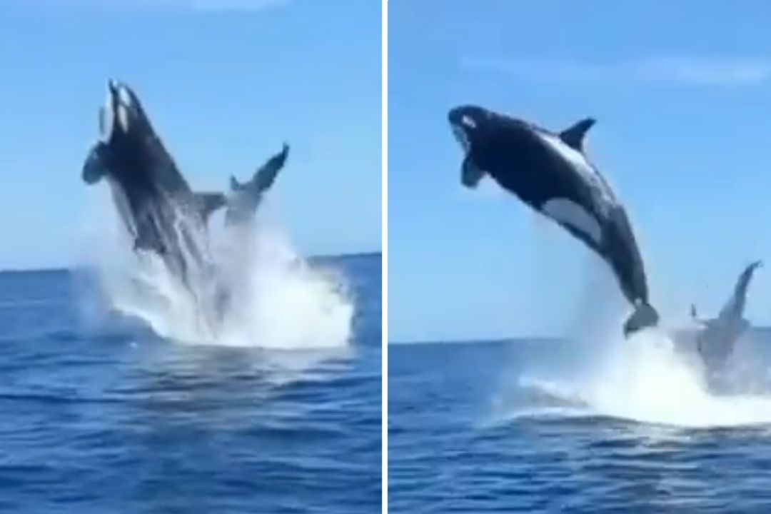 Orca ataca delfín en el aire en Cabo Pulmo, BCS