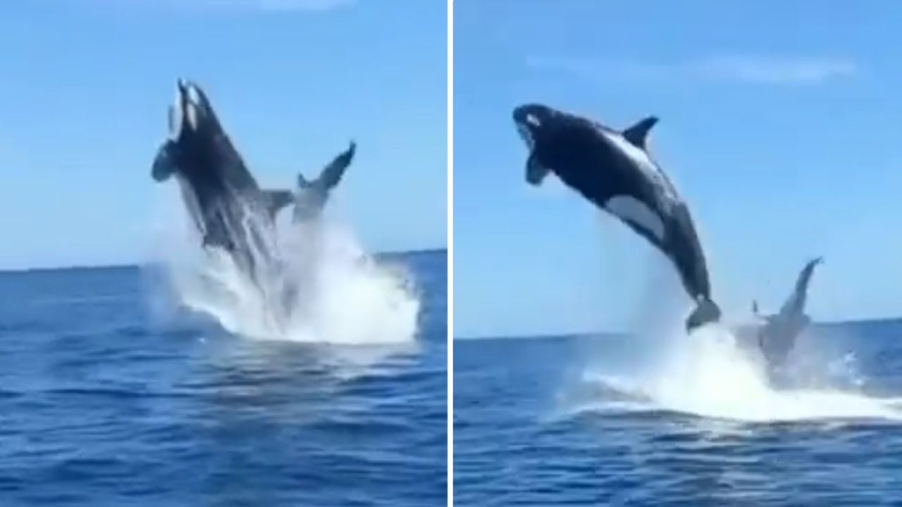 Orca ataca delfín en el aire en Cabo Pulmo, BCS