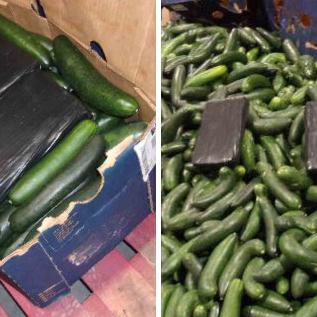 Decomisan Millonario Cargamento de Droga en Tractocamiones con Pepinos en la Garita desde Tijuana