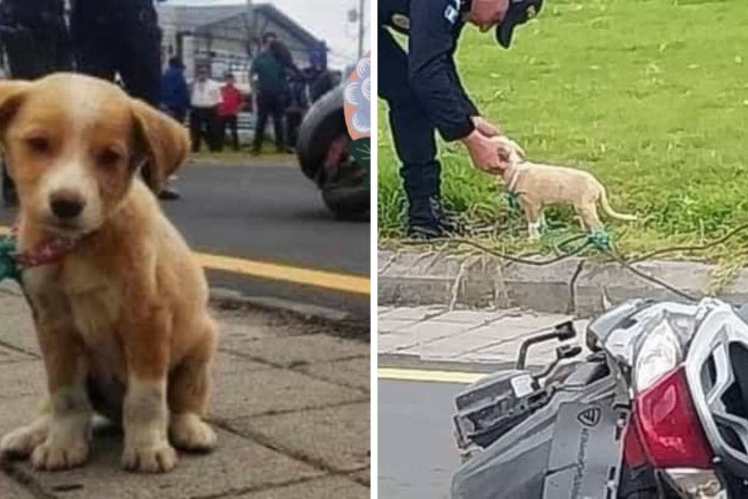 Perrita Resguarda el Cuerpo de su Dueña tras ser Atropellada en Guatemala