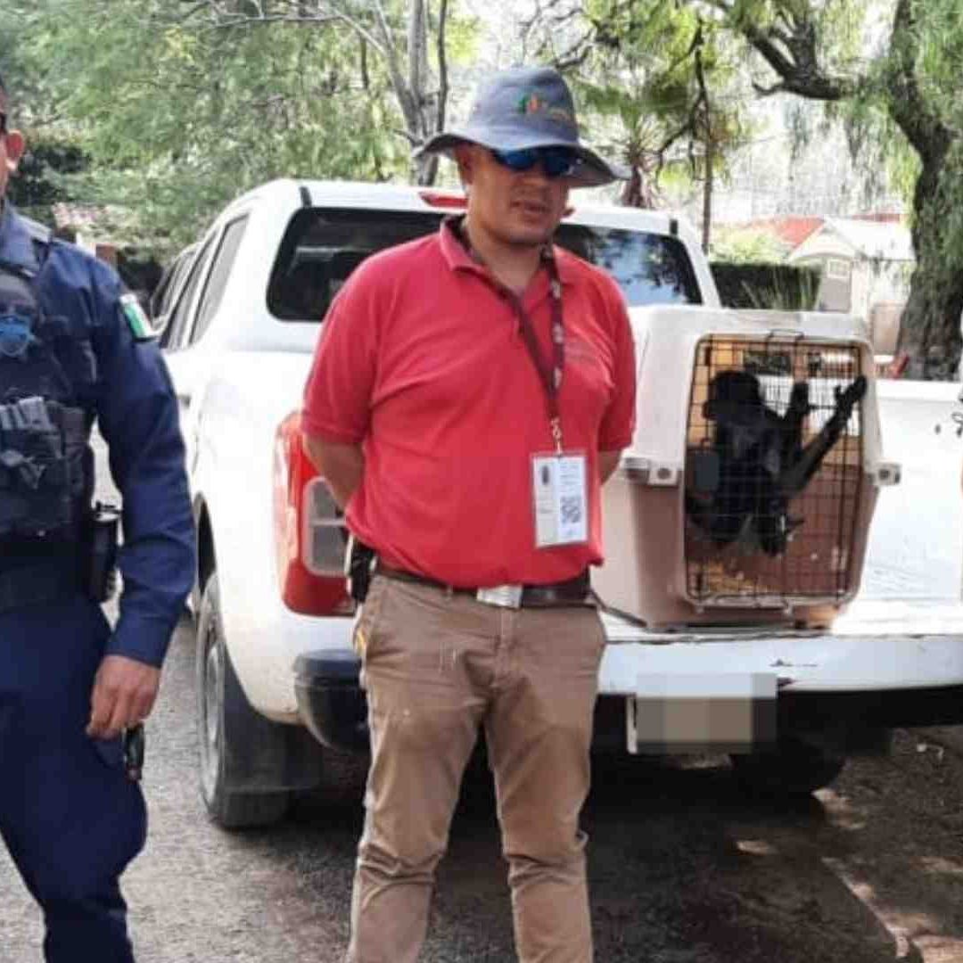 El mono araña fue rescatado por autoridades de Michoacán
