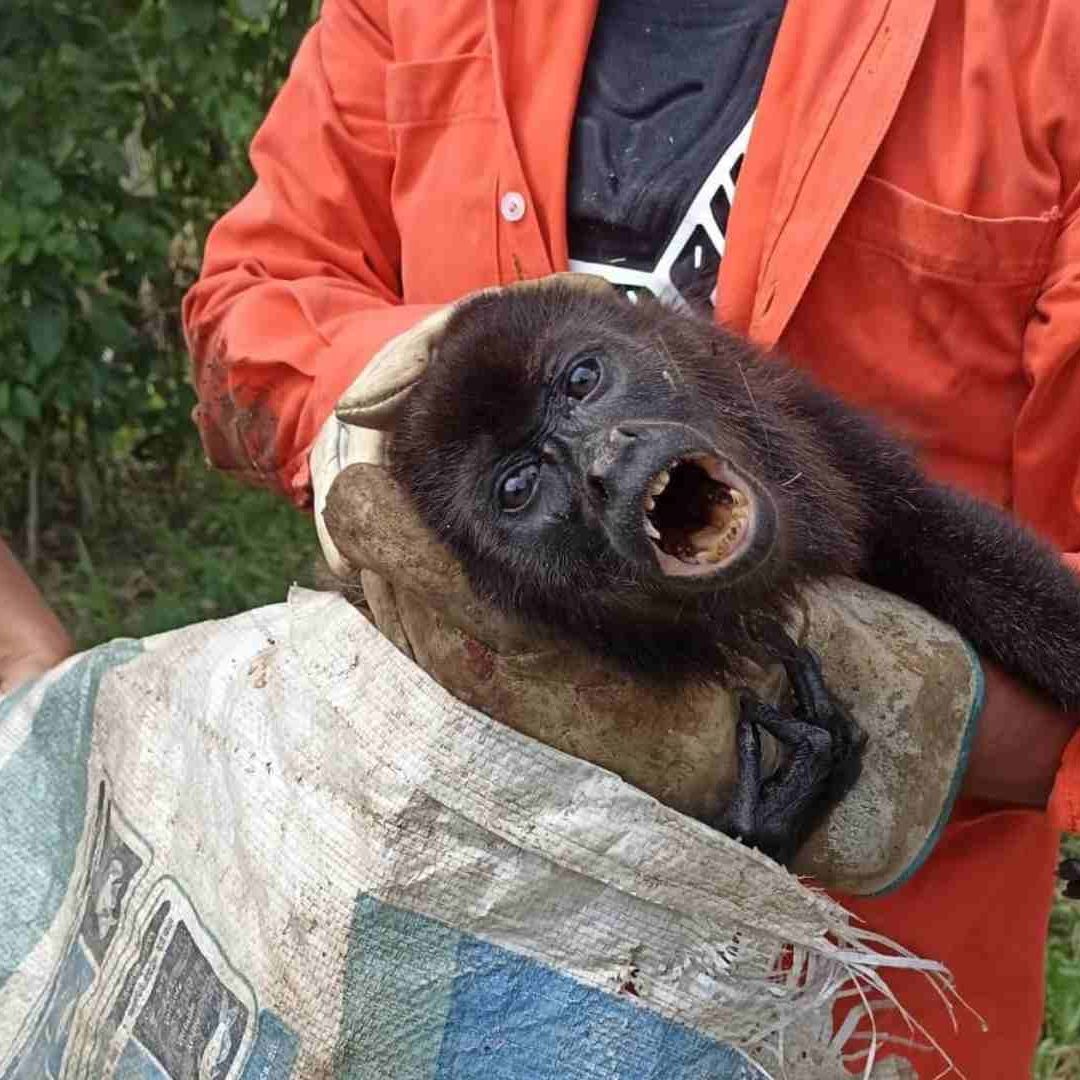 En caso que el animal tenga dueño, tendrá que presentar los documentos correspondiente.