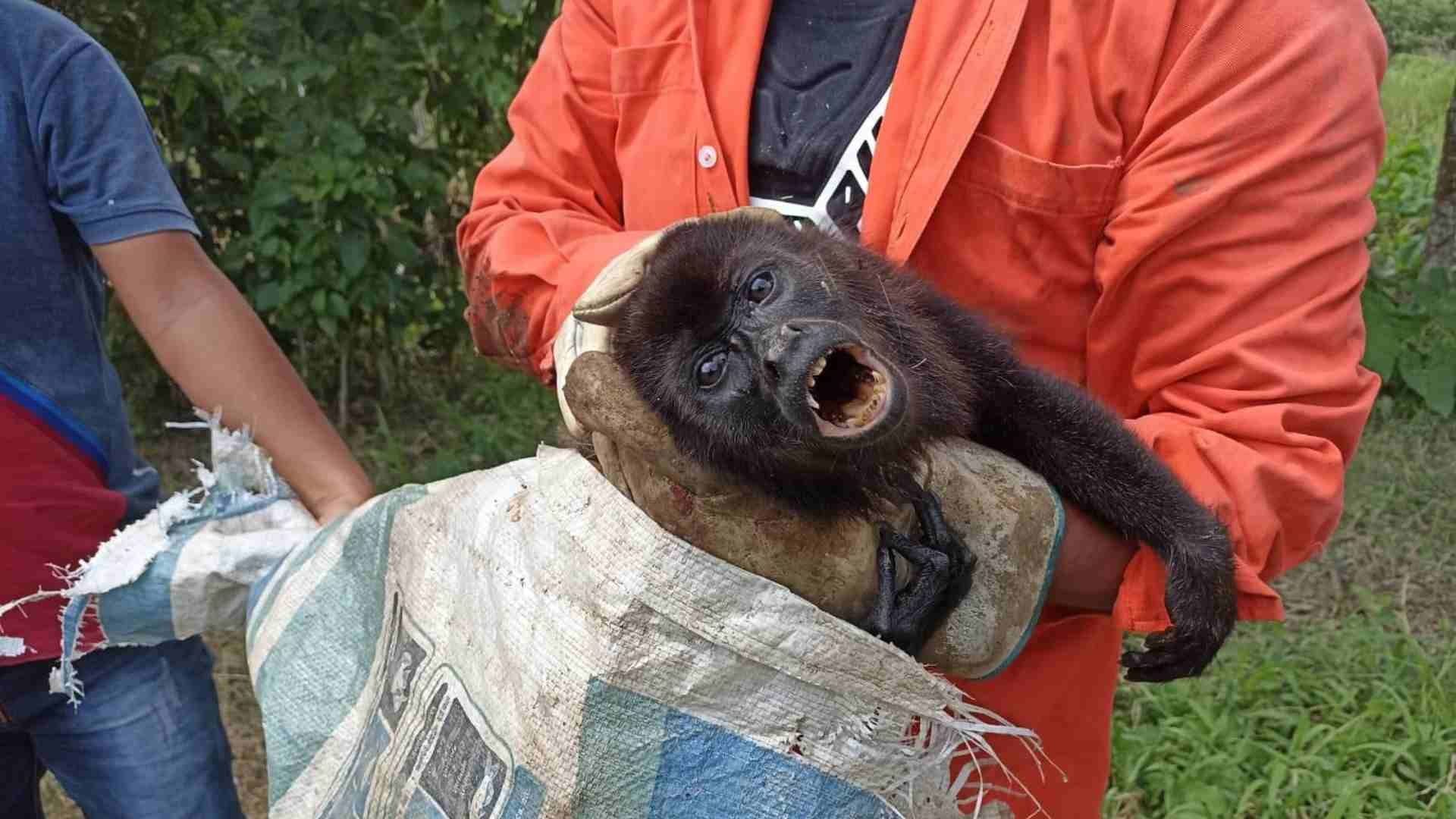 En caso que el animal tenga dueño, tendrá que presentar los documentos correspondiente.