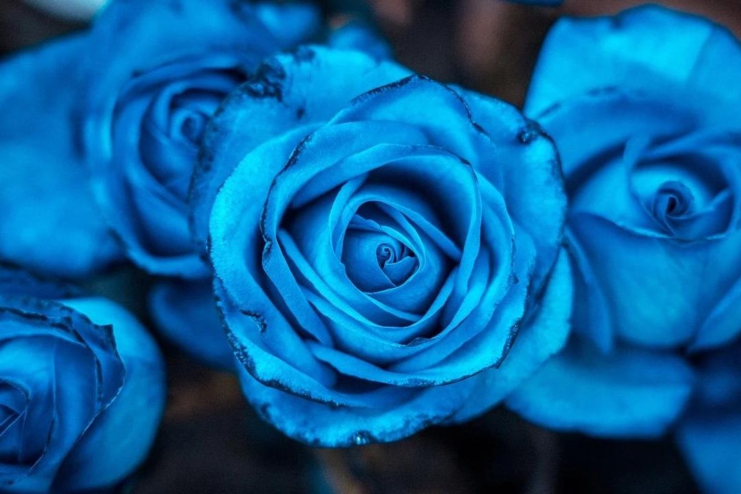 La fecha para regalar flores azules se aproxima en México