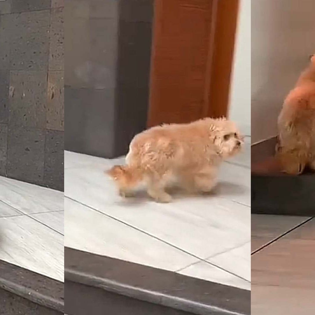 Perro huye al escuchar que llaman a su veterinaria