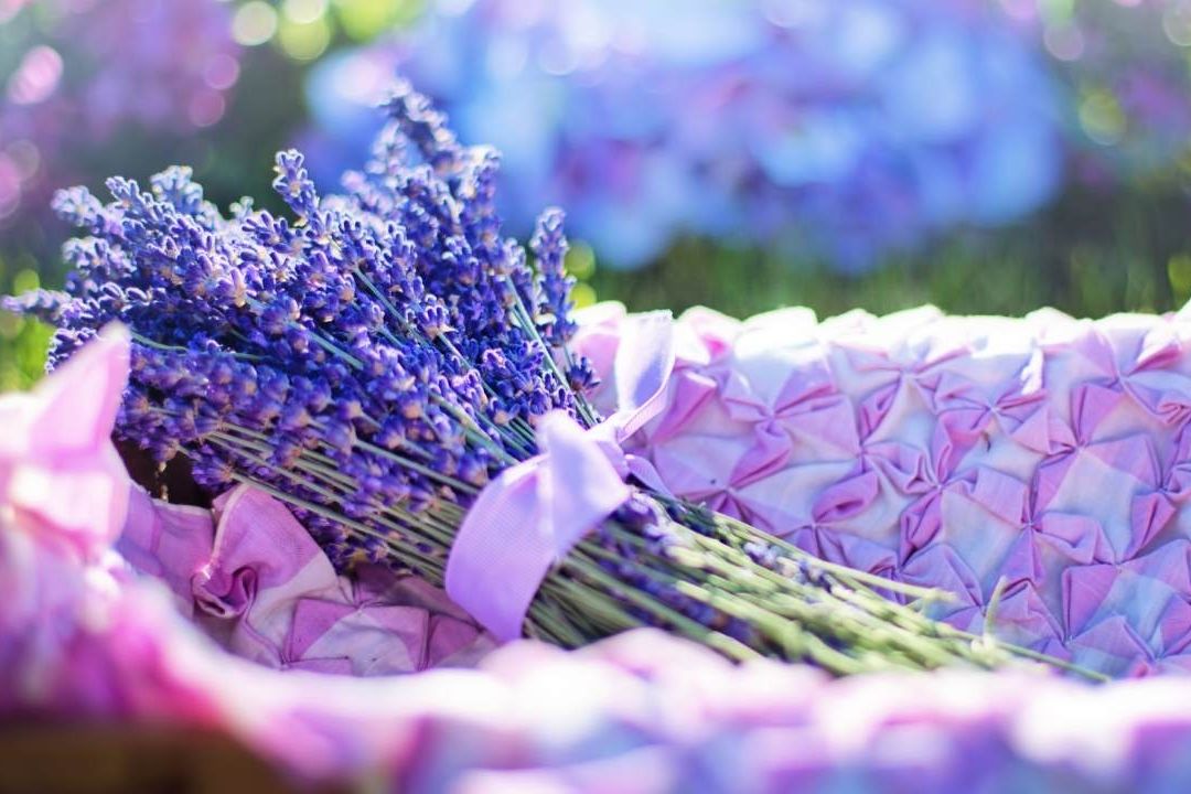 ¿Cuándo Se Regalan Flores Moradas en México? Este Día las Dan por Este Motivo
