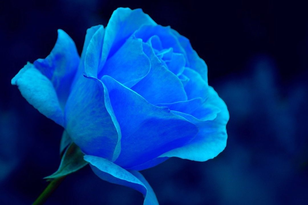El 3 de octubre se celebra en México el Día del Novio, una fecha para regalar flores azules a tu pareja