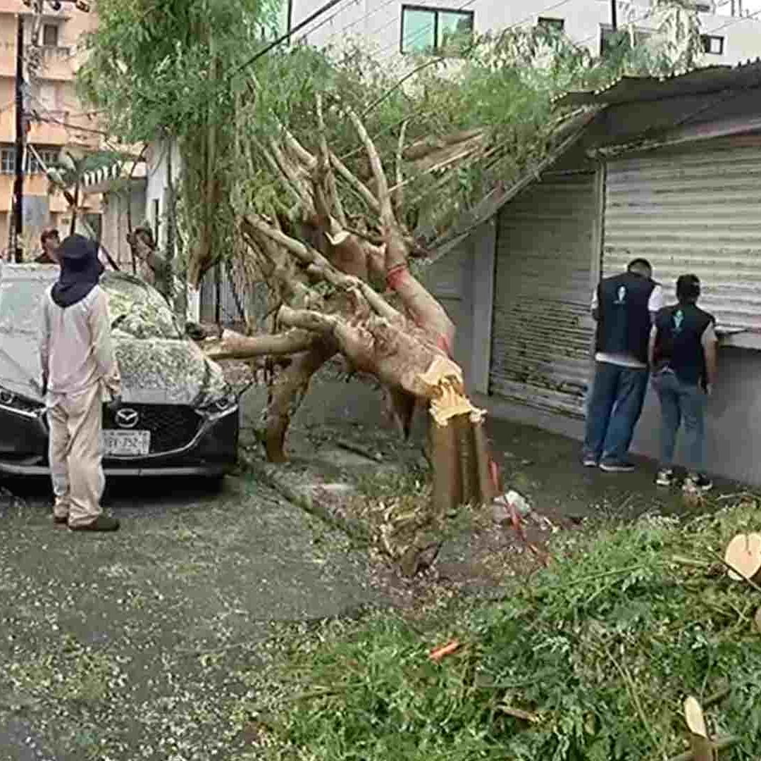Un árbol cayó sobre auto en avenida 20 de Noviembre en Veracruz