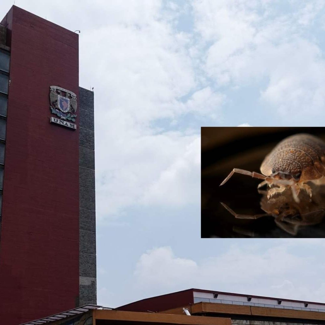 Chinches pican en la UNAM; Clases en facultades afectadas por plaga