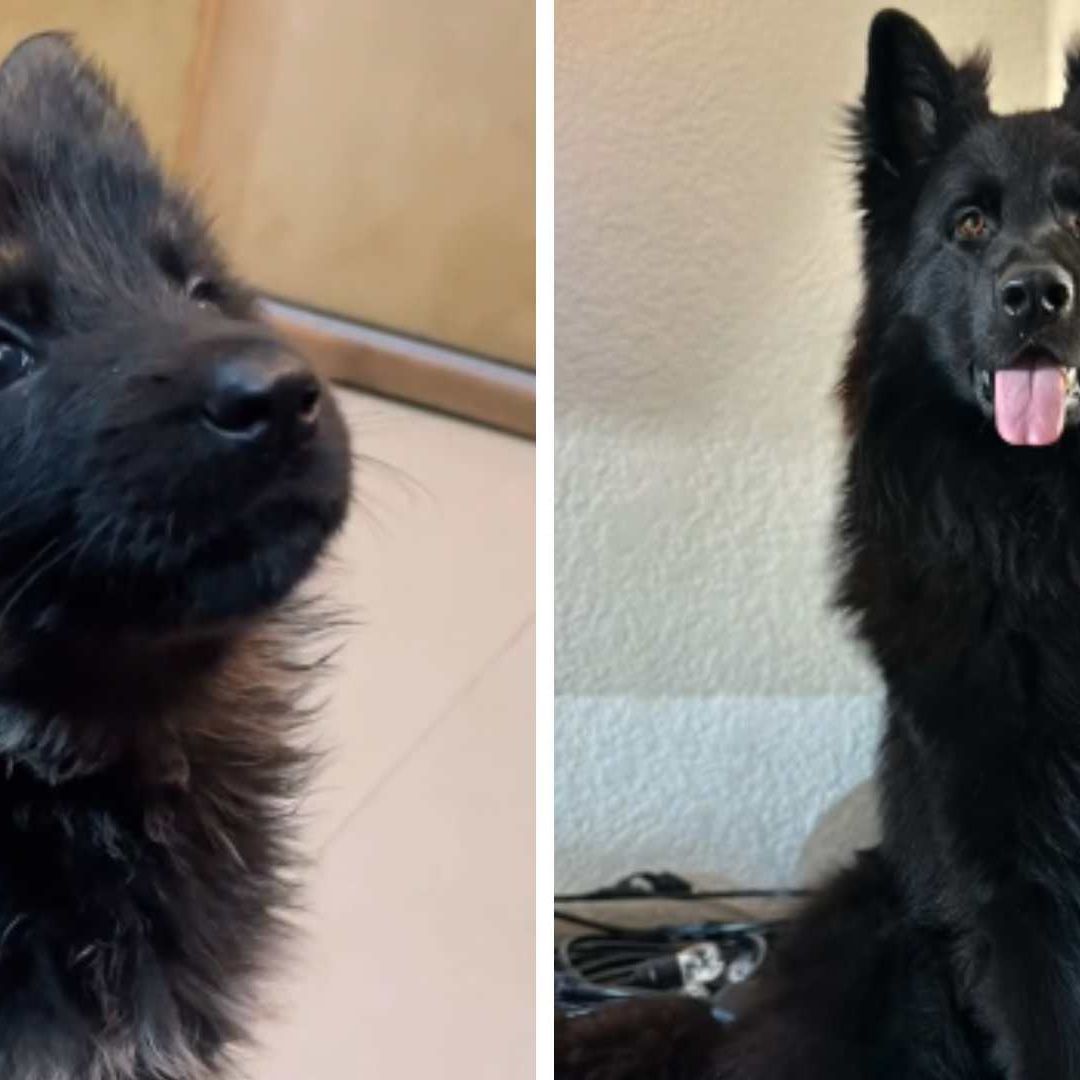 Rocky, Pastor Alemán Negro es Aclamado como el Perro Más Bello en TikTok