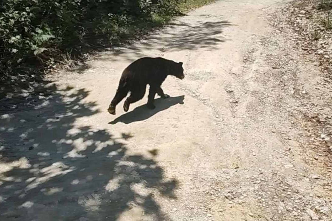 Aumentan Encuentros entre Seres Humanos y Osos en Monterrey