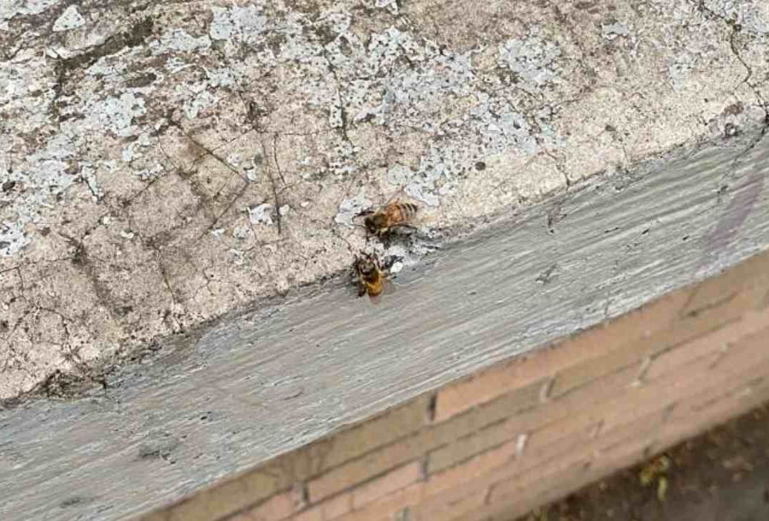 Ecólogo afirma que fumigación en CU está afectando a las abejas