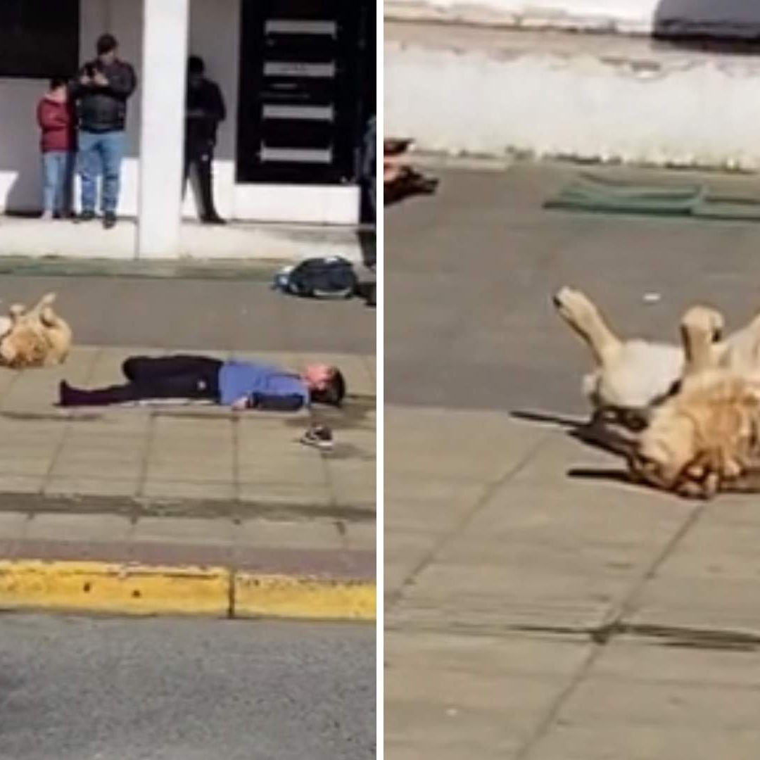 Video Perrito en Simulacro en Chile