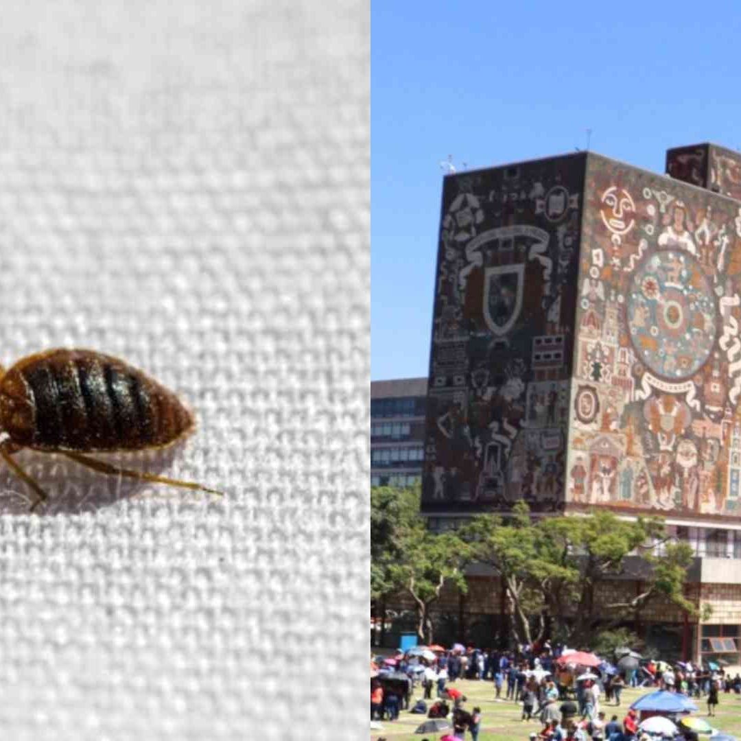 UNAM halla una chinche y la envía al Instituto de Biología