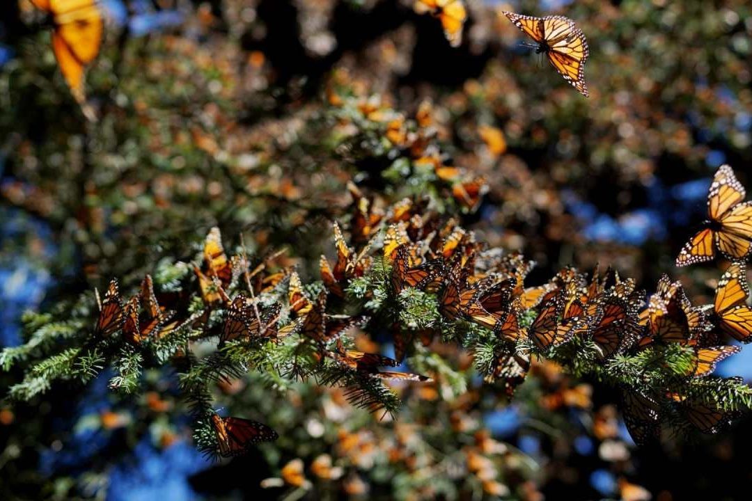 ¿Cuándo Llega la Mariposa Monarca a Michoacán en 2023?