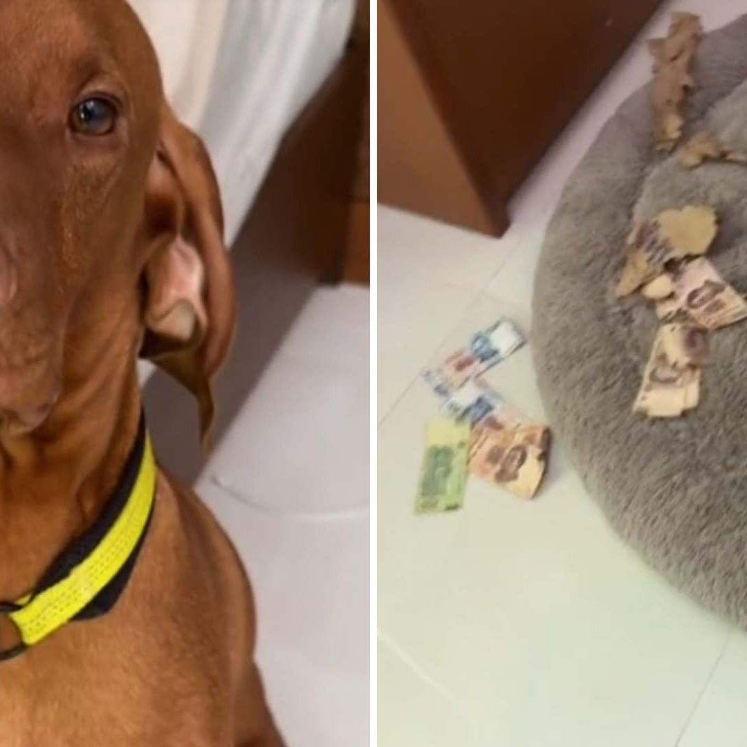 ¡La Travesura Más Cara! Perrito se Come 30 Mil pesos de su Dueña